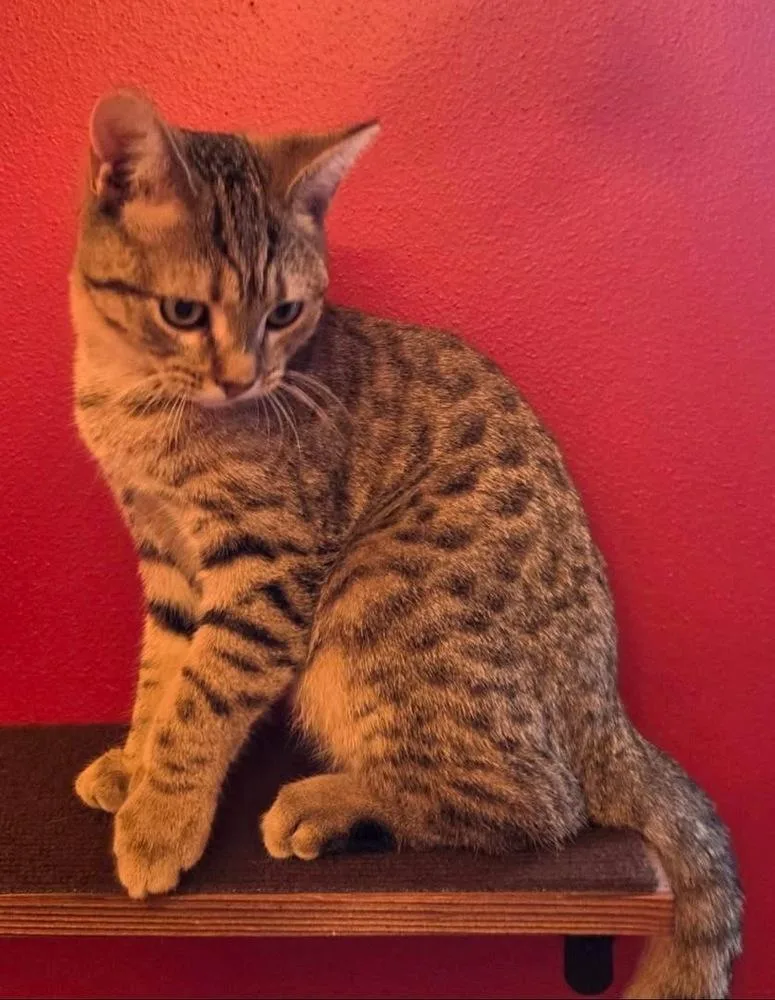 A young small-sized female Brown / Chocolate Domestic Short Hair cat named Eva for adoption in Union Grove, WI