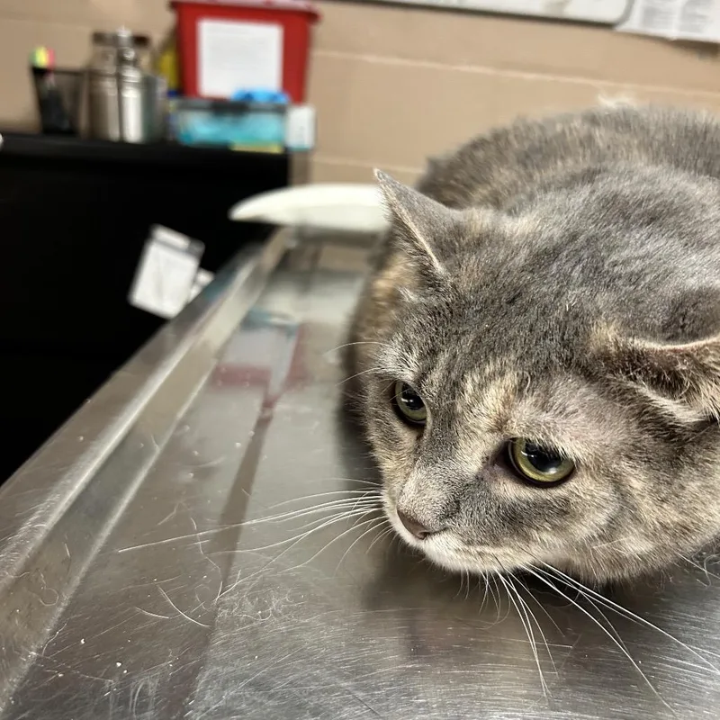 An adult extra large-sized female Calico Domestic Short Hair cat named Precious for adoption in Newport, NC