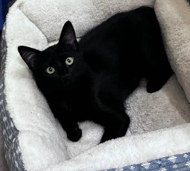 A young medium-sized female Black Domestic Short Hair cat named Noir for adoption in Cordova, TN