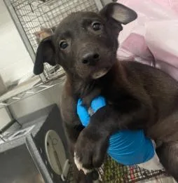 A baby medium-sized male Mixed Breed dog named Peanut for adoption in West Chester, PA