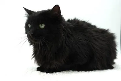 An adult medium-sized female Domestic Medium Hair cat named Isabell for adoption in Bowling Green, KY