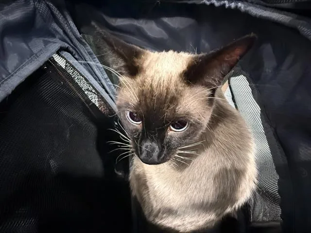 An adult large-sized male Siamese cat named Mojo for adoption in Charlotte, NC