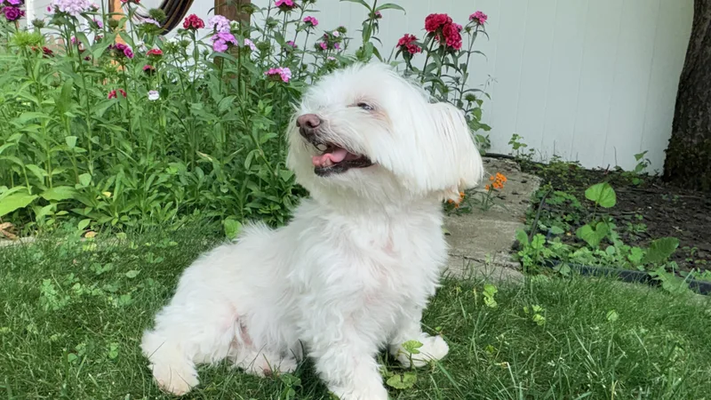 An adult small-sized male White / Cream Maltese dog named JoJo for adoption in Fort Bragg, CA