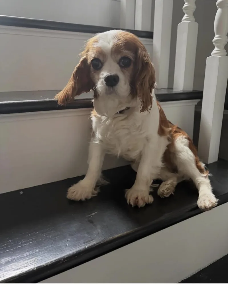 An adult small-sized female Cavalier King Charles Spaniel dog named Gracie for adoption in Semmes, AL