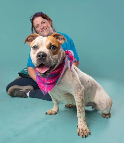 A young medium-sized female Pit Bull Terrier dog named Furcilla for adoption in Atlanta, GA