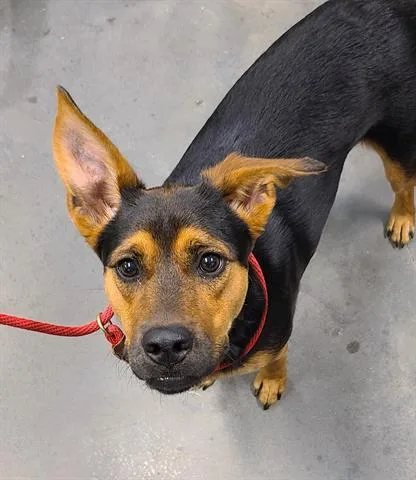 An adult small-sized female Rottweiler dog named Nala for adoption in Houston, TX