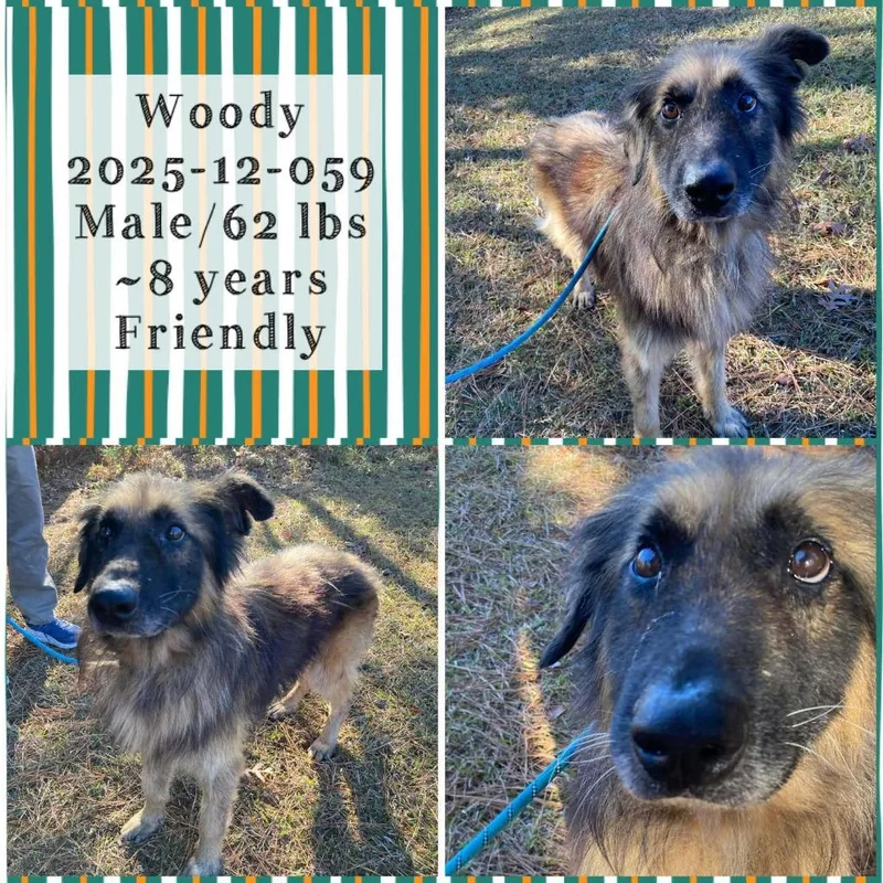 A senior medium-sized male Shepherd dog named Woody for adoption in Winder, GA