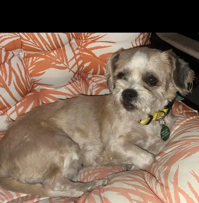 An adult small-sized female Shih Tzu dog named Lily for adoption in Pomona, CA