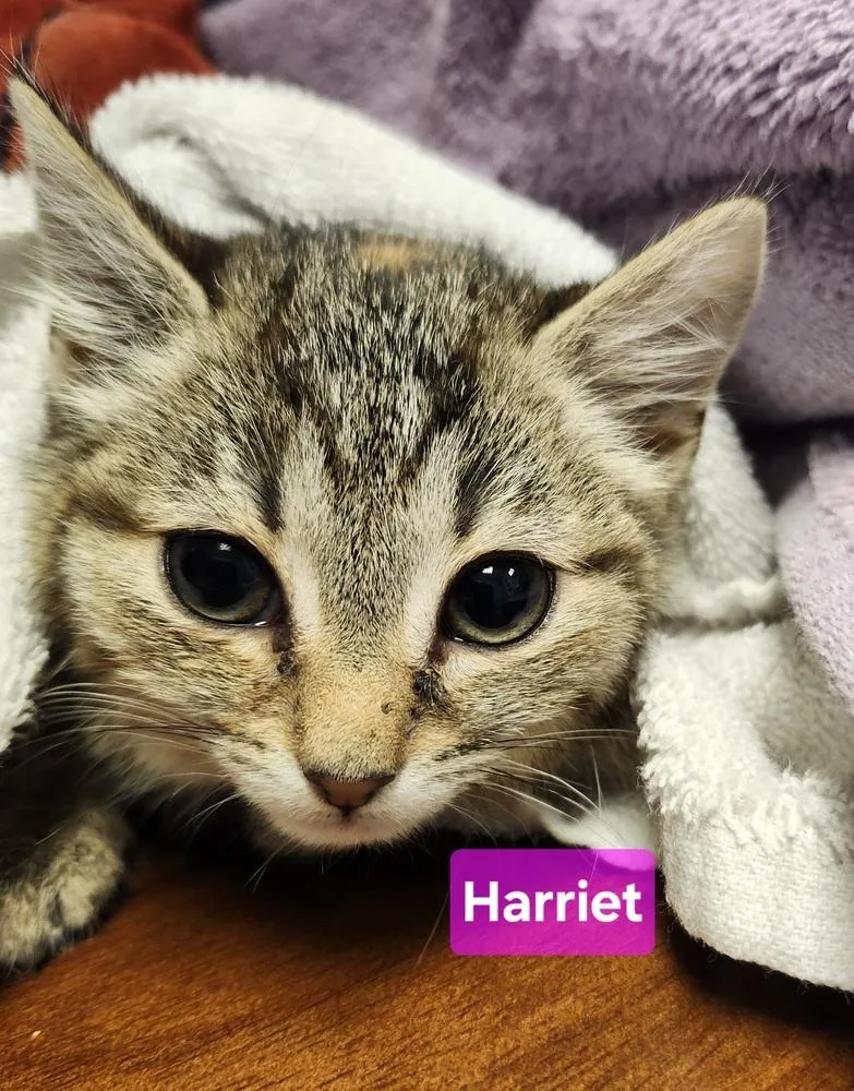 A baby small-sized female Domestic Short Hair cat named Harriet for adoption in East Greenville, PA