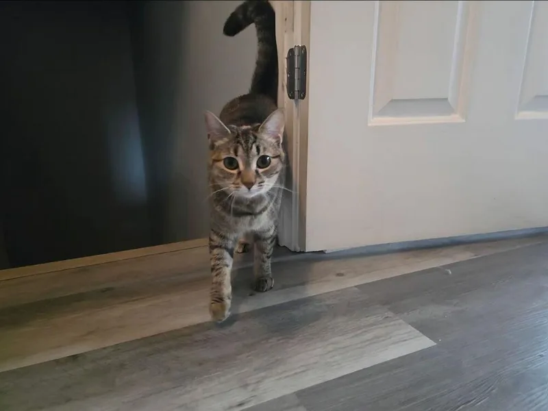 Harriet thumbnail 5