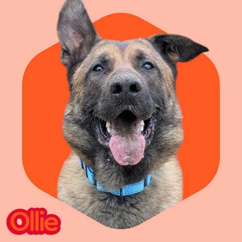 Ollie thumbnail 4