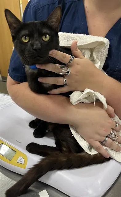 A young large-sized male Domestic Short Hair cat named Zachary for adoption in Upper Marlboro, MD
