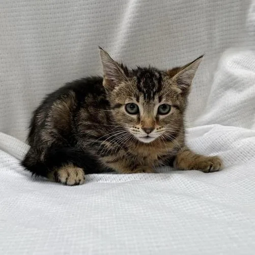 A baby small-sized male Brown / Chocolate Domestic Short Hair cat named Broomstick for adoption in Long Beach, CA