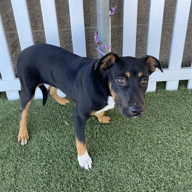 A young small-sized female Staffordshire Bull Terrier dog named Shasta for adoption in Modesto, CA