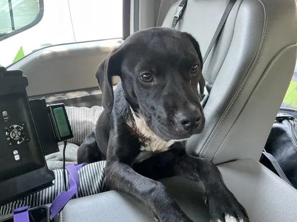 An adult small-sized female Labrador Retriever dog named Delilah for adoption in Mobile, AL