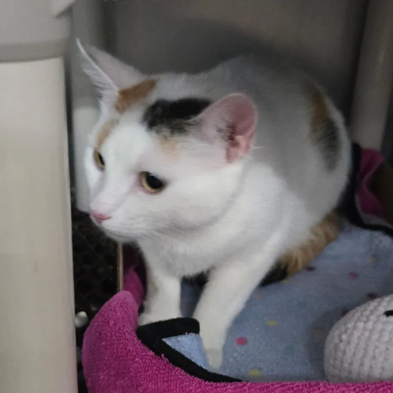 An adult medium-sized female White Domestic Short Hair cat named Betsy for adoption in Hamburg, NY