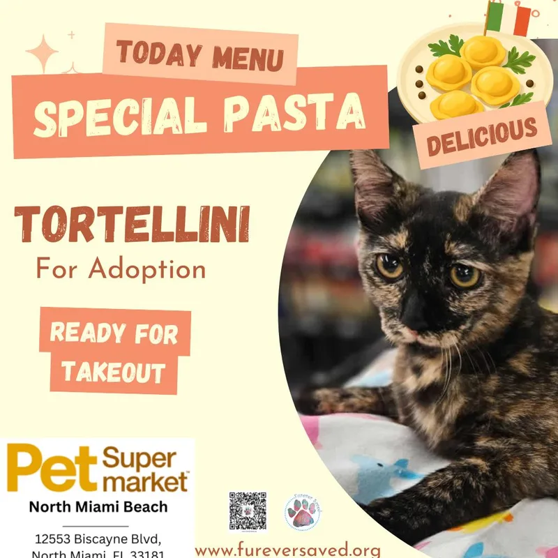 Tortellini thumbnail 2