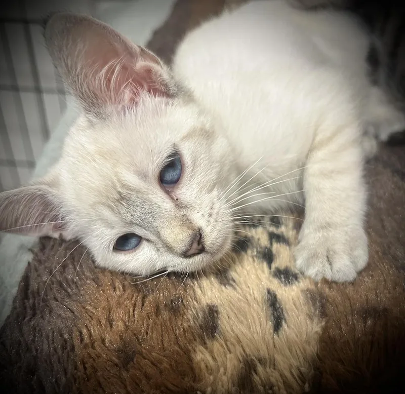 A baby small-sized female Siamese cat named Spud Wrench for adoption in Dallas, TX
