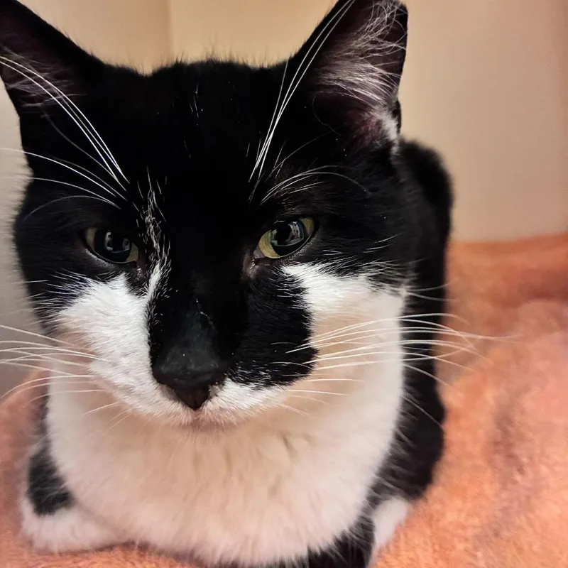 A senior medium-sized male Black Domestic Short Hair cat named Tye Dye for adoption in Dayton, OH