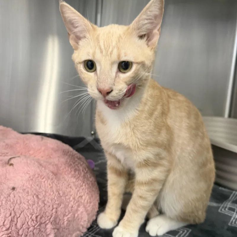 A young medium-sized male Domestic Short Hair cat named Lancelot for adoption in Mount Pleasant, MI