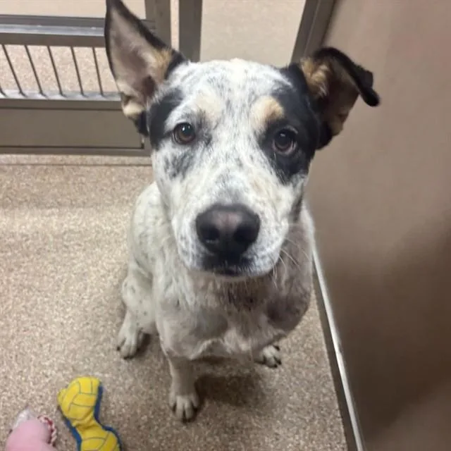 A young large-sized male Australian Cattle Dog / Blue Heeler dog named Kratos for adoption in Albuquerque, NM