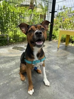 An adult medium-sized male Terrier dog named Cedar for adoption in Honolulu, HI