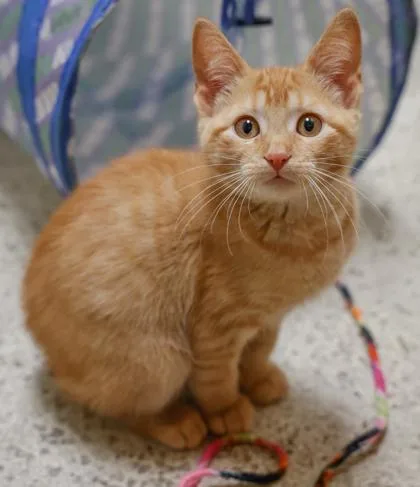 A baby medium-sized female Domestic Short Hair cat named Ginger for adoption in Baraboo, WI