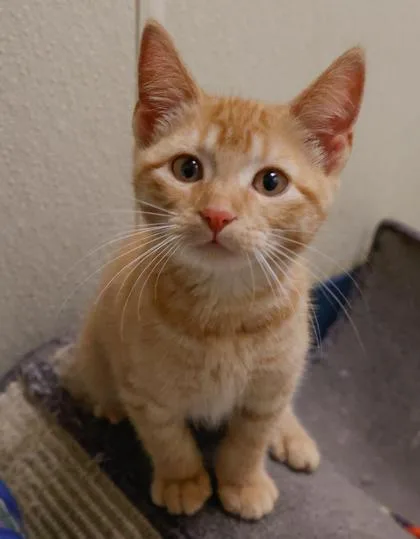 Ginger thumbnail 2