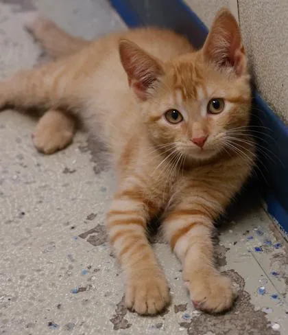 Ginger thumbnail 3