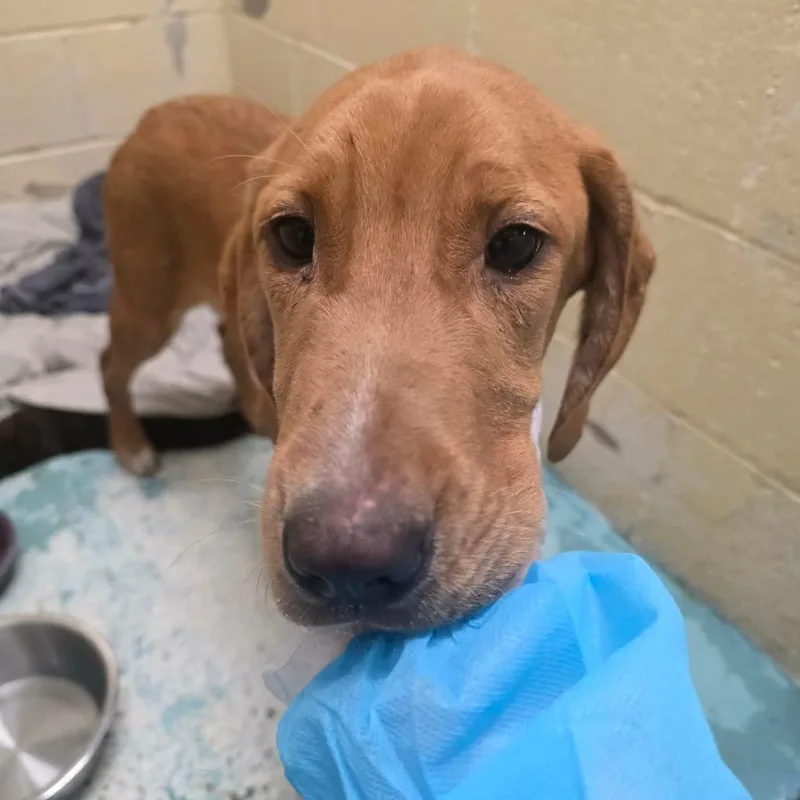 A baby medium-sized male Brown / Chocolate Mixed Breed dog named Rosco for adoption in Charleston, WV