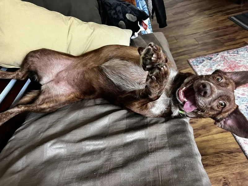 An adult large-sized female Cattle Dog dog named Tessa for adoption in Thornton, CO