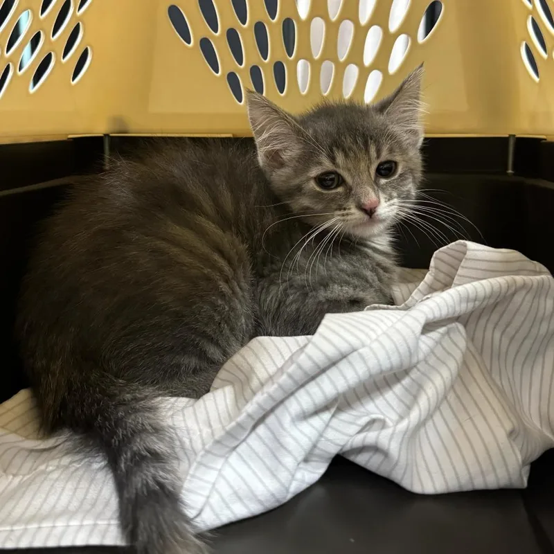 A baby small-sized female Gray / Blue / Silver Domestic Short Hair cat named Skeeter Bite for adoption in Saint Charles, MO