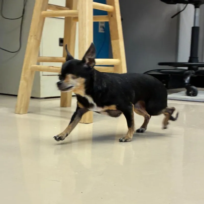 An adult small-sized female Black Mixed Breed dog named Bonbon for adoption in Mebane, NC