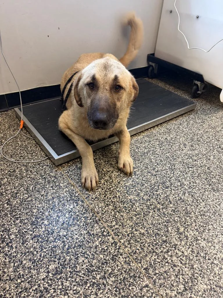 An adult large-sized male Mixed Breed dog named Thor for adoption in Columbia, TN