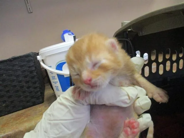 A baby small-sized male Domestic Short Hair cat named Honeysuckle for adoption in Ocala, FL