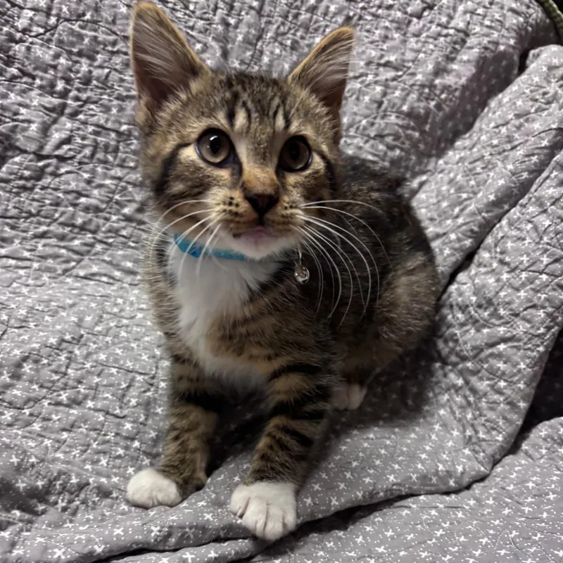 A baby small-sized male Gray / Blue / Silver Domestic Short Hair cat named Angel C for adoption in Princeton, MN