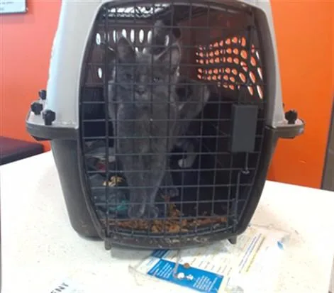 A baby small-sized female Domestic Short Hair cat named Shadow for adoption in Louisville, KY