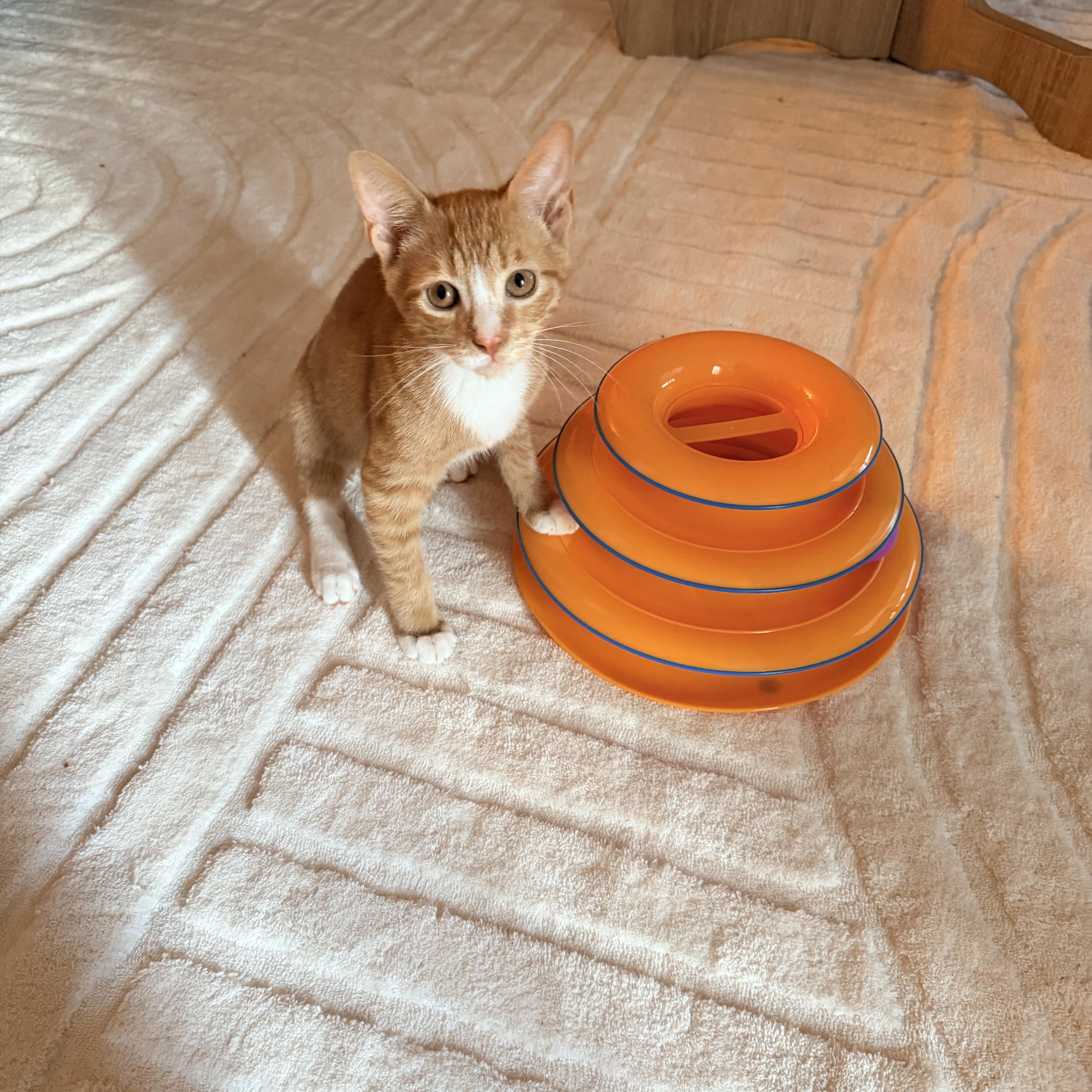 A baby medium-sized male Orange & White Domestic Short Hair cat named Huey for adoption in Schertz, TX