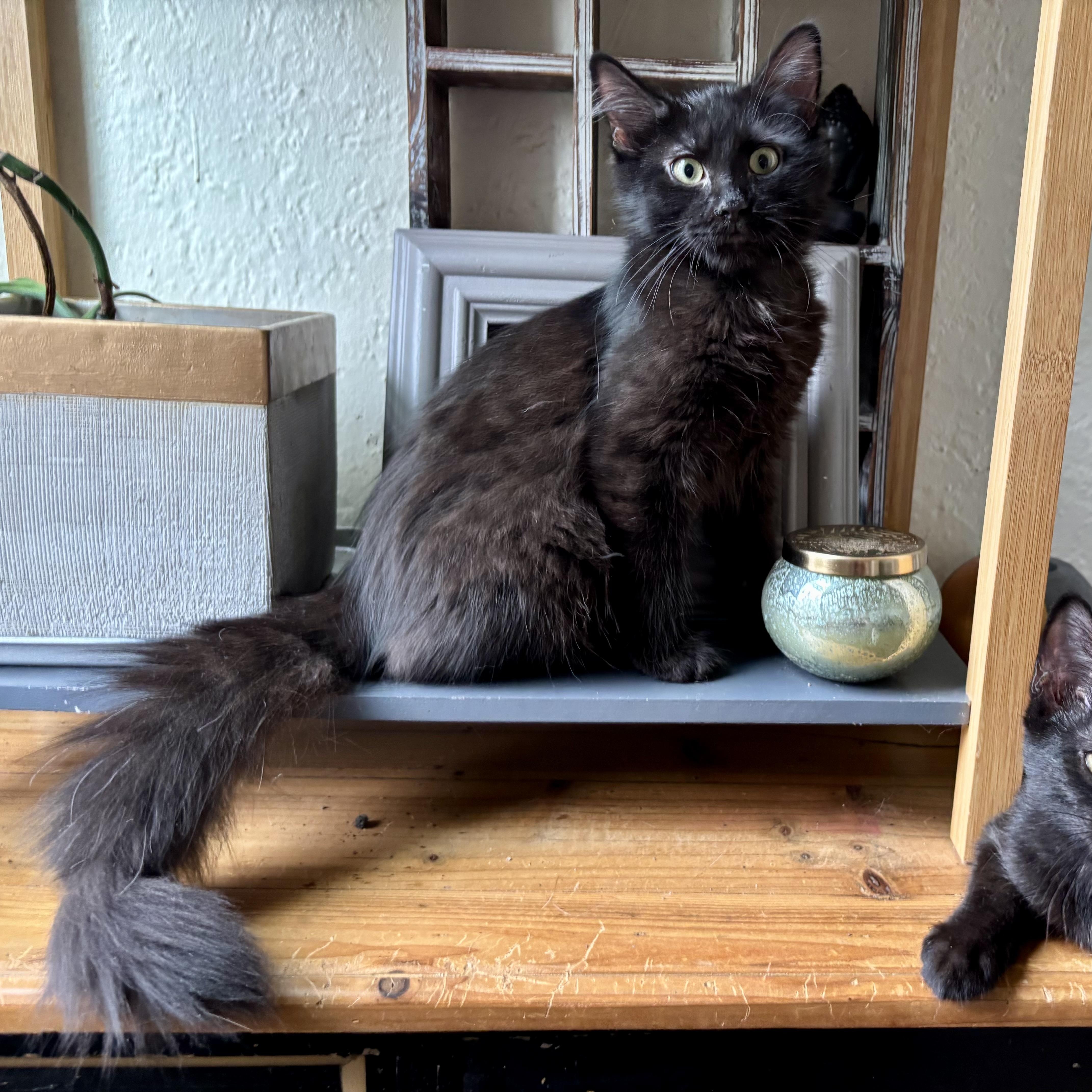 A baby small-sized male Domestic Medium Hair cat named Knuckle Puck for adoption in Richmond, VA