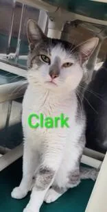 An adult medium-sized male Gray & White Domestic Short Hair cat named Clark for adoption in Moline, IL
