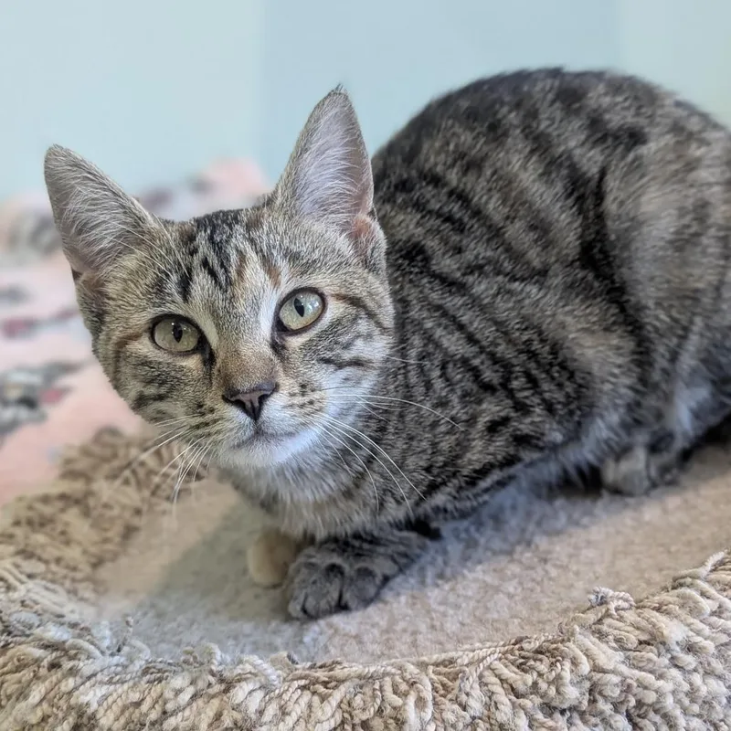 A baby medium-sized female Tabby (Brown / Chocolate) Domestic Short Hair cat named Truffle for adoption in Fenton, MI