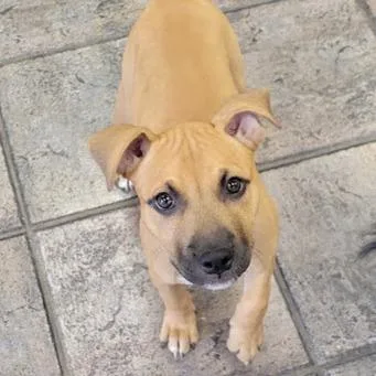 A baby small-sized female Black Mouth Cur dog named Ruby Leigh for adoption in Grand Island, NE