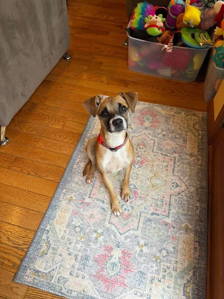A young small-sized male Terrier dog named Marvin for adoption in Berlin, NJ