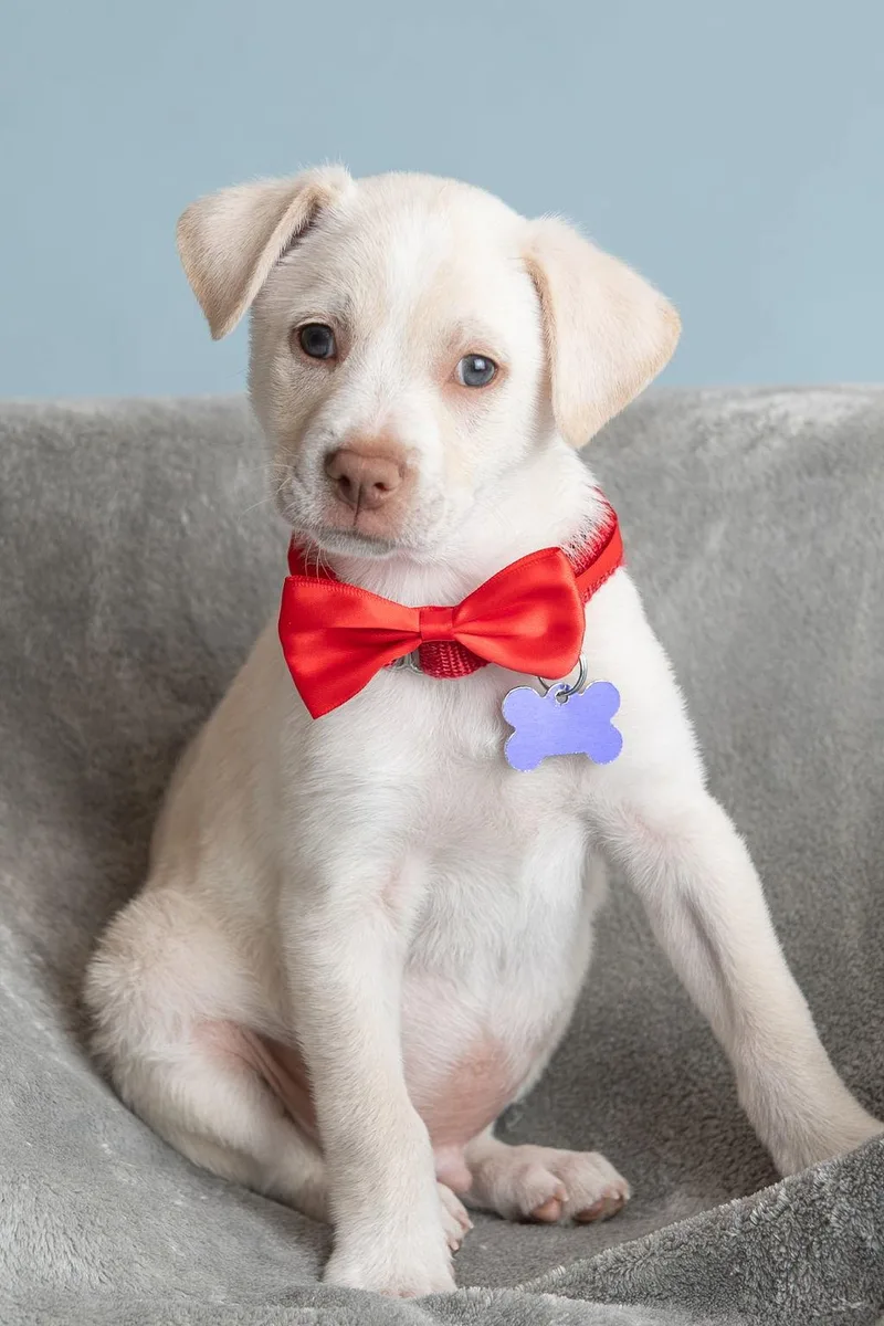 A baby medium-sized male Labrador Retriever dog named Feather: Cardinal for adoption in Palo Alto, CA