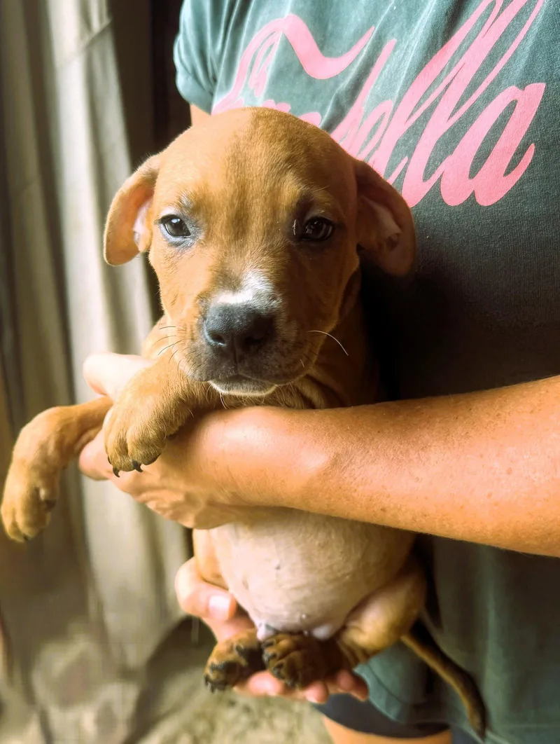 A baby medium-sized male Mixed Breed dog named Brady for adoption in Jackson, MS