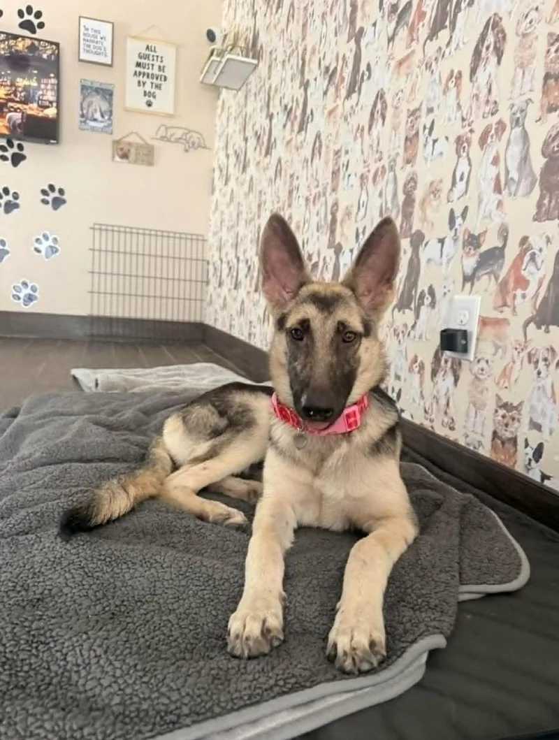 A baby medium-sized female German Shepherd Dog dog named Zeta for adoption in Allen, TX
