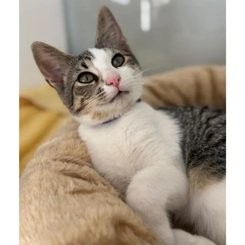 A baby small-sized female Gray / Blue / Silver Domestic Short Hair cat named Novel for adoption in Pasadena , MD