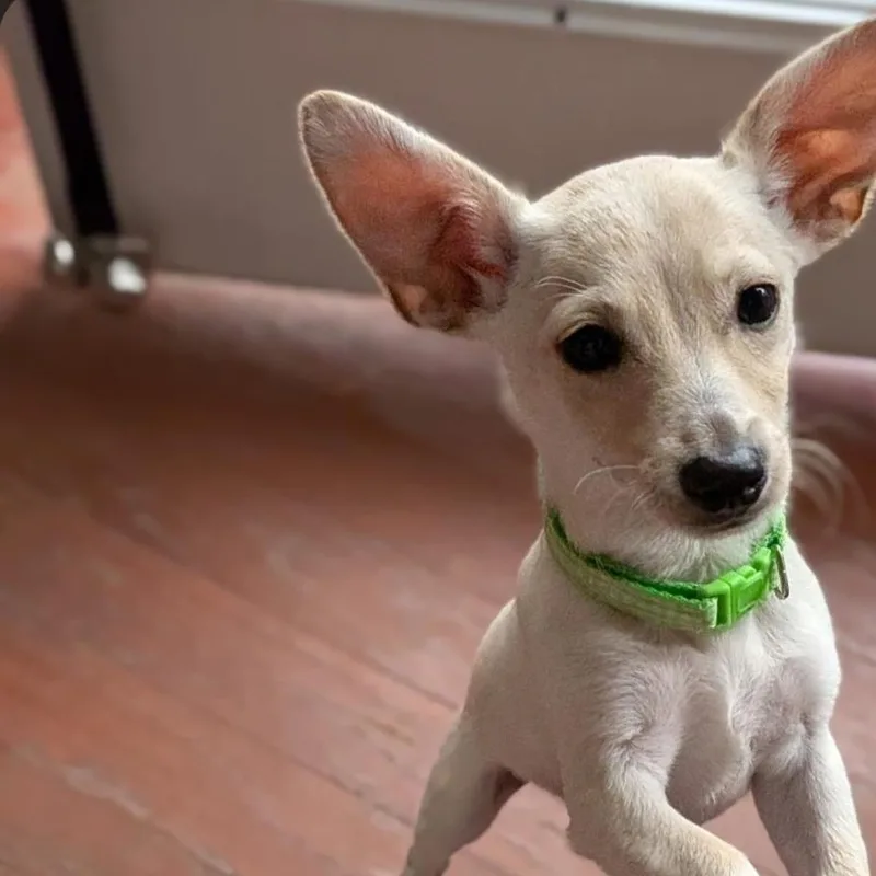 A baby small-sized male Apricot / Beige Chihuahua dog named Kuzco for adoption in Raeford, NC