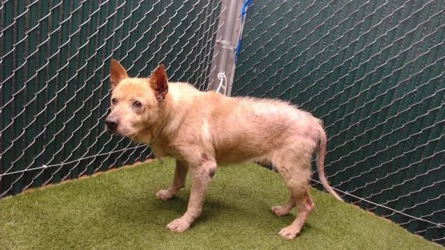 A senior large-sized male Akita dog named Brock for adoption in Downey, CA