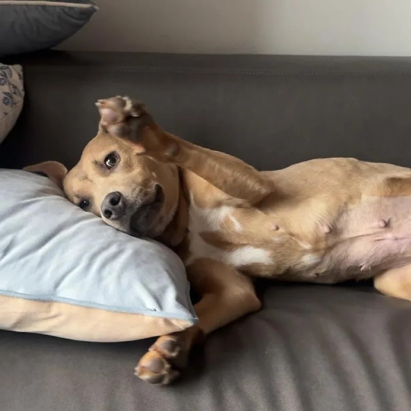 Strawberry thumbnail 2